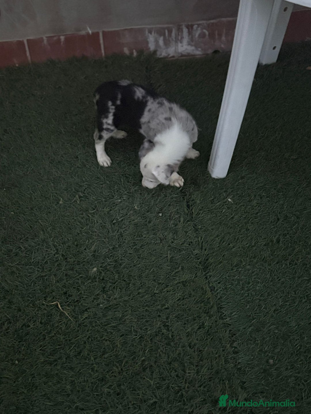 Border Collie perros en venta: BORDER COLLIE  - Imagen 11