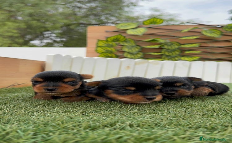 Yorkshire Terrier perros - Anuncio 1