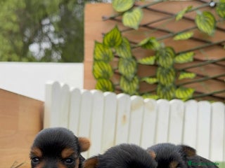 Yorkshire Terrier perros - Anuncio 27