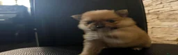 Pomerania perros en venta: Pomerania toy - Anuncio 1