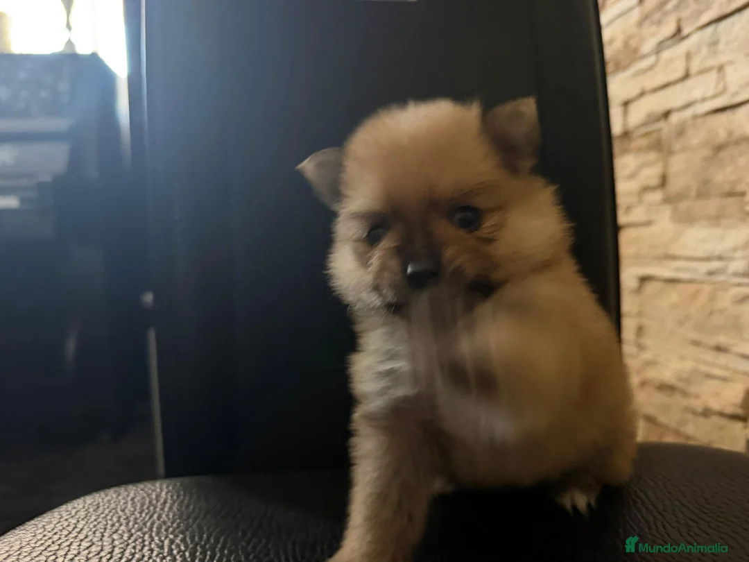 Pomerania perros en venta: Pomerania toy - Anuncio 1