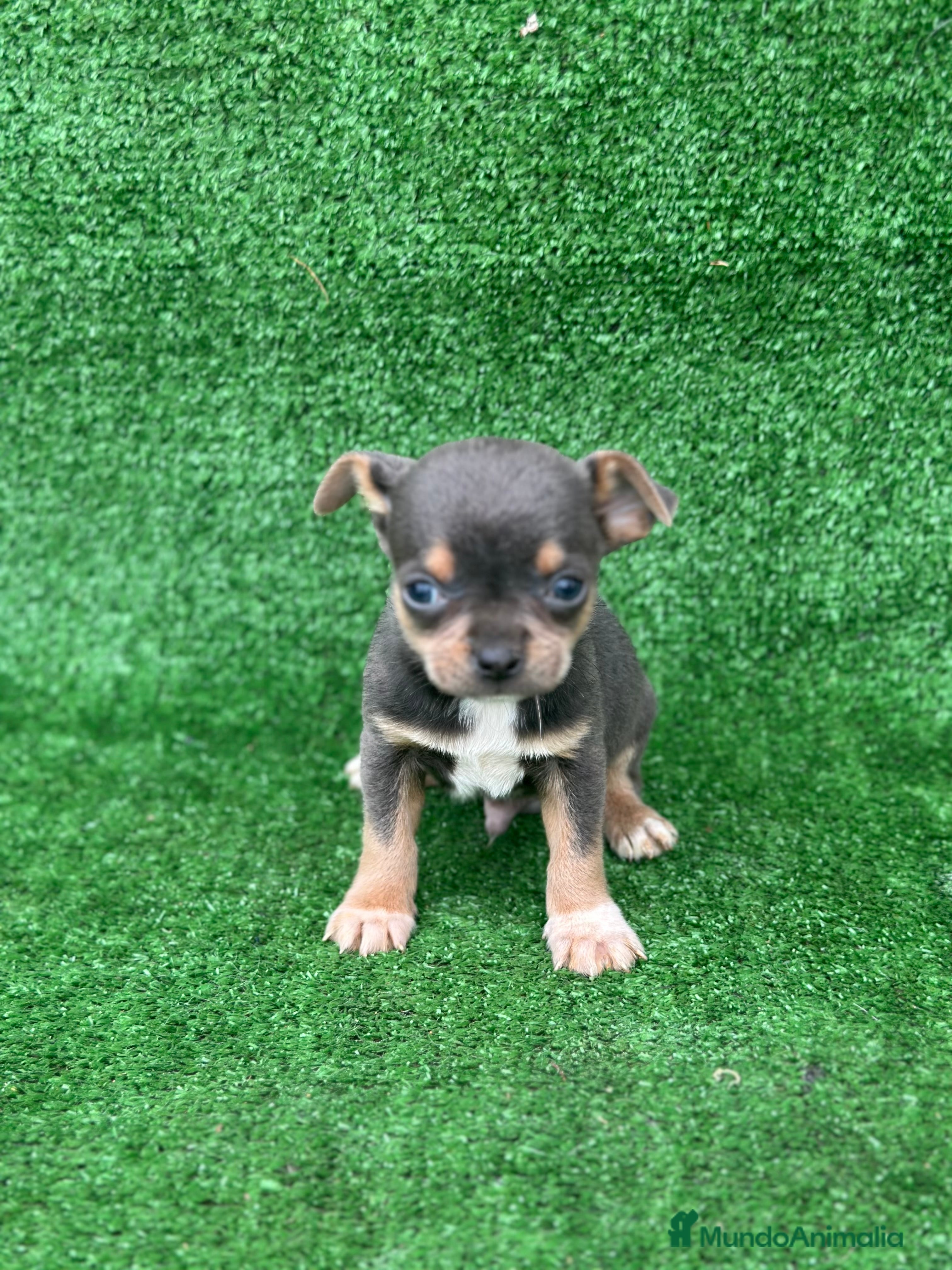 Chihuahua perros Chihuahua toy  - Anuncio 1