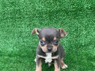 Chihuahua perros Chihuahua toy - Anuncio 17