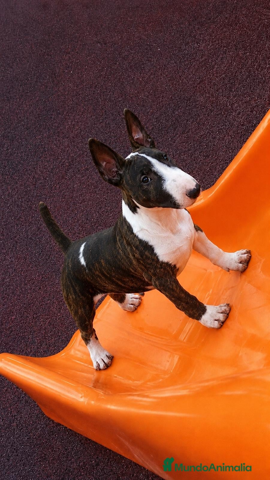 Bull Terrier perros Bull Terrier espectacular  - Anuncio 2