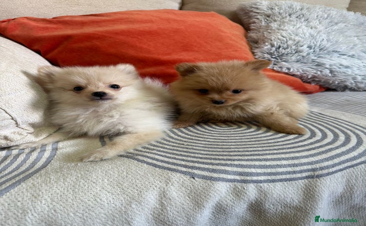 Pomerania perros - Anuncio 1