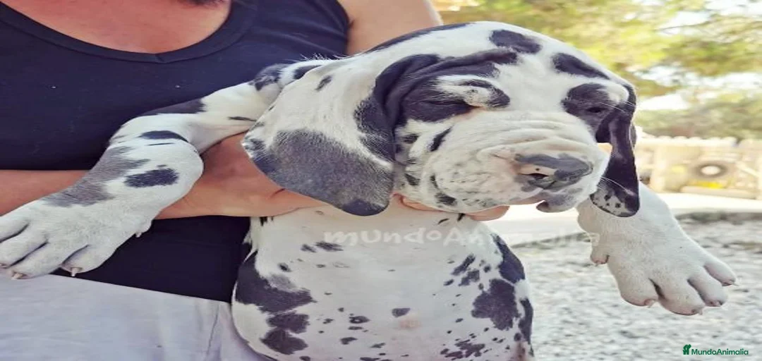 Imagen de galería {{count}}