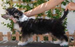 Perro Crestado Chino perros en venta: Cachorros crestado chino super calidad  - Imagen 4