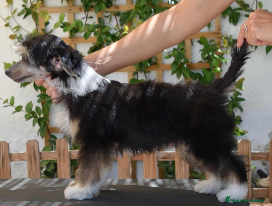 Perro Crestado Chino perros en venta: Cachorros crestado chino super calidad  - Imagen 4