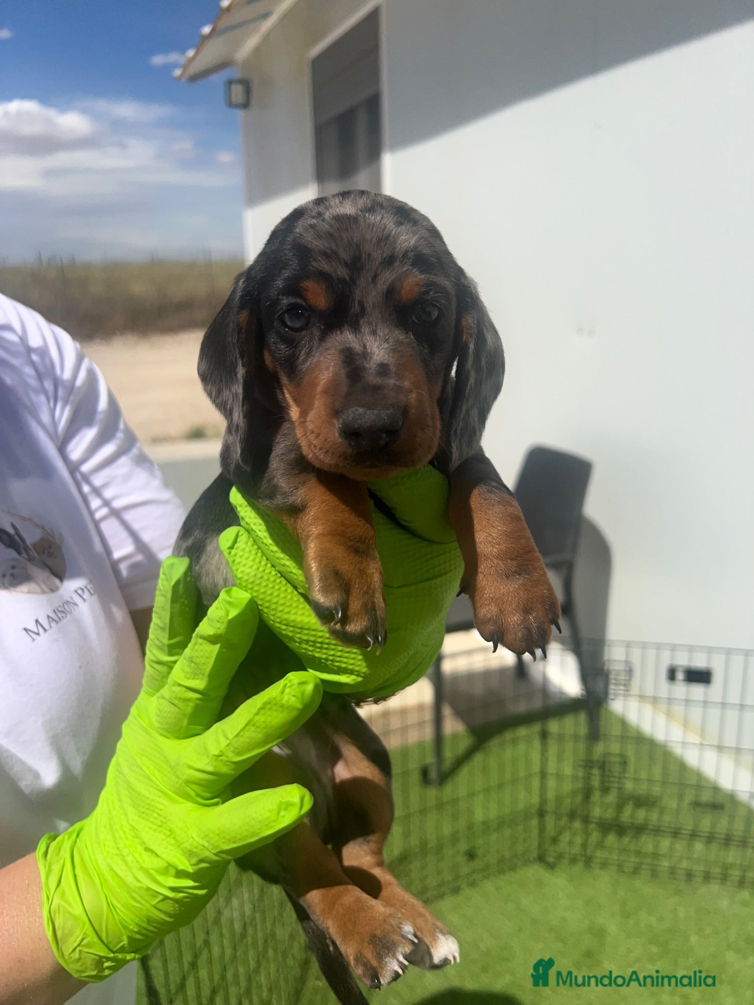 Teckel Miniatura perros CACHORRITAS DE TECKEL DISPONIBLES MAISONPET - Anuncio 1