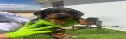 Teckel Miniatura perros en venta: CACHORRITAS DE TECKEL DISPONIBLES MAISONPET - Anuncio 1