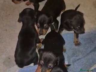 Pinscher Miniatura perros Pinscher miniatura - Anuncio 2