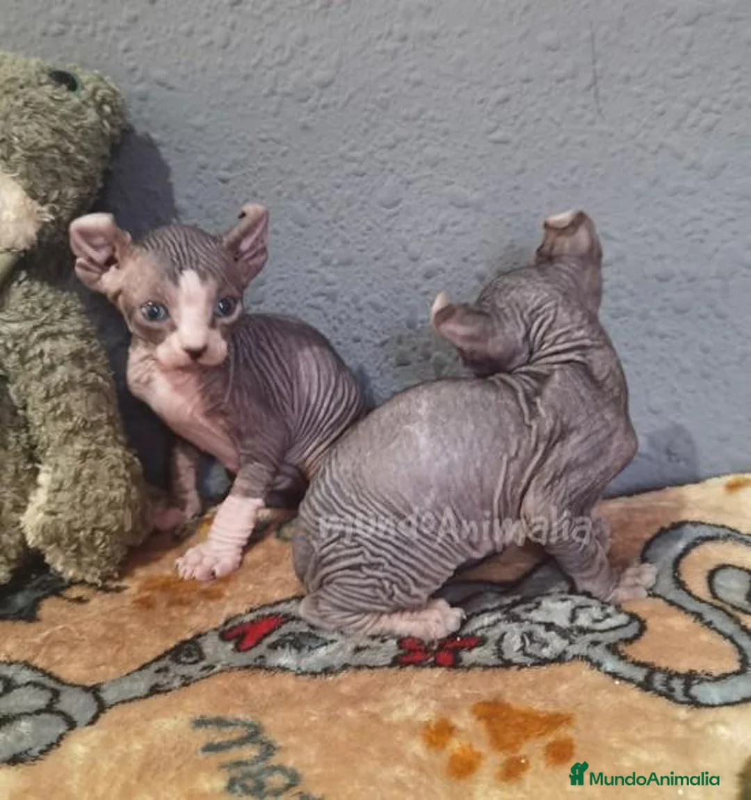 Imagen de galería {{count}}