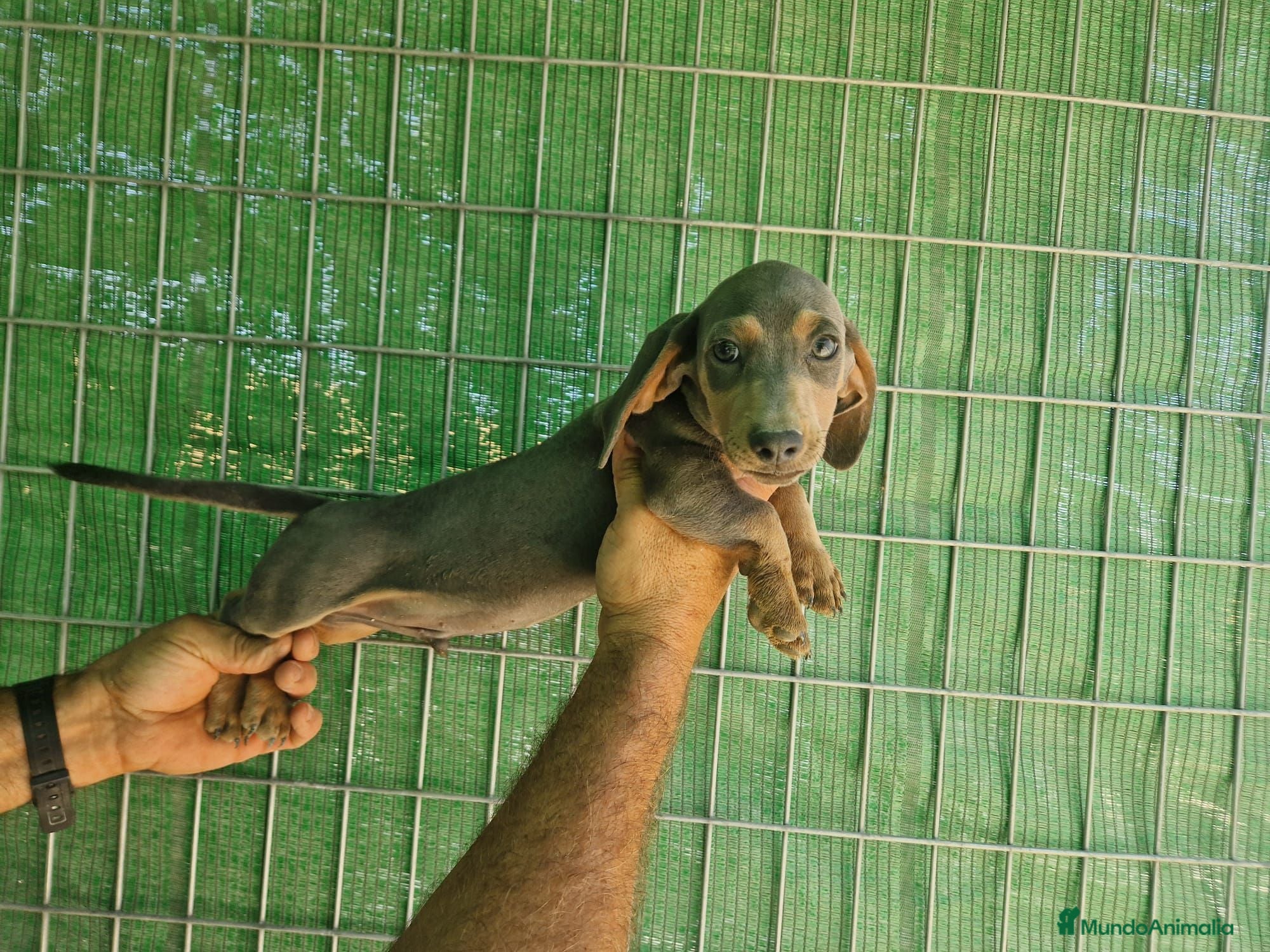 Teckel Miniatura perros Teckel Miniatura  - Anuncio 3