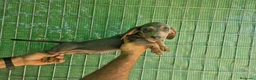 Teckel Miniatura perros en venta: Teckel Miniatura  - Anuncio 1