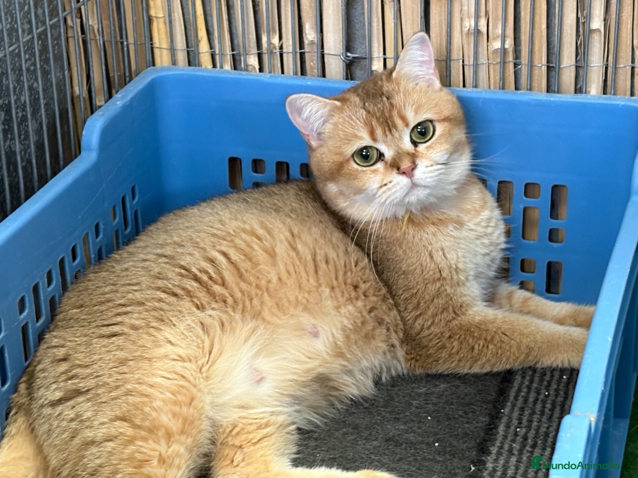 Británico de Pelo Corto gatos British Shorthair Golden chinchilla - Anuncio 1