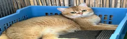 Británico de Pelo Corto gatos en venta: British Shorthair Golden chinchilla - Anuncio 1