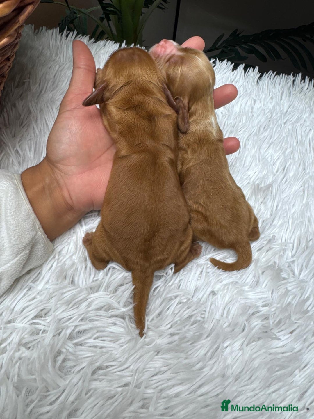 Cocker Spaniel Inglés perros en venta: COCKER SPANIEL INGLES - Anuncio 2