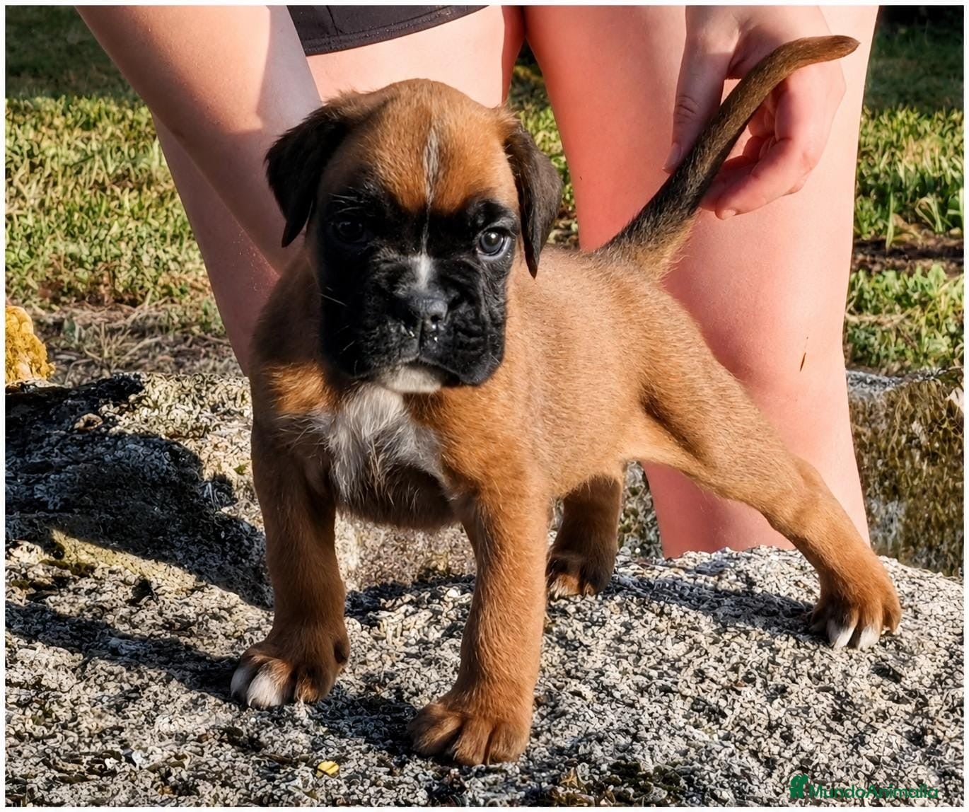 Boxer perros cachorros de boxer - Anuncio 1