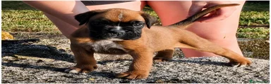 Boxer 1