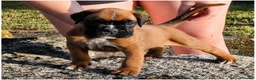 Boxer perros en venta: cachorros de boxer - Anuncio 1