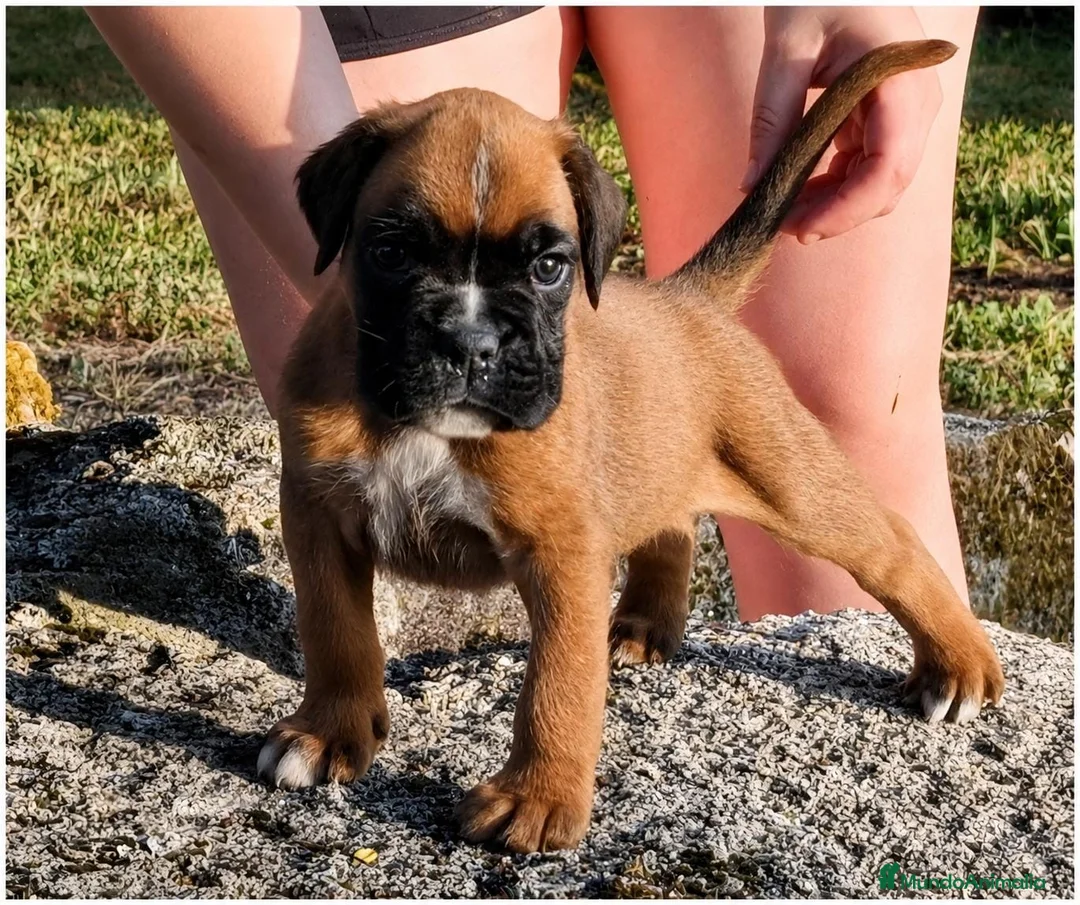 Boxer perros en venta: cachorros de boxer - Anuncio 1