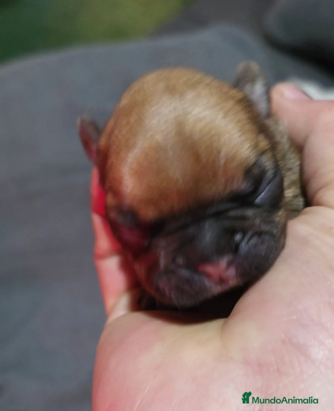 Bulldog Francés perros en venta: Bulldog francés morfología top - Anuncio 6