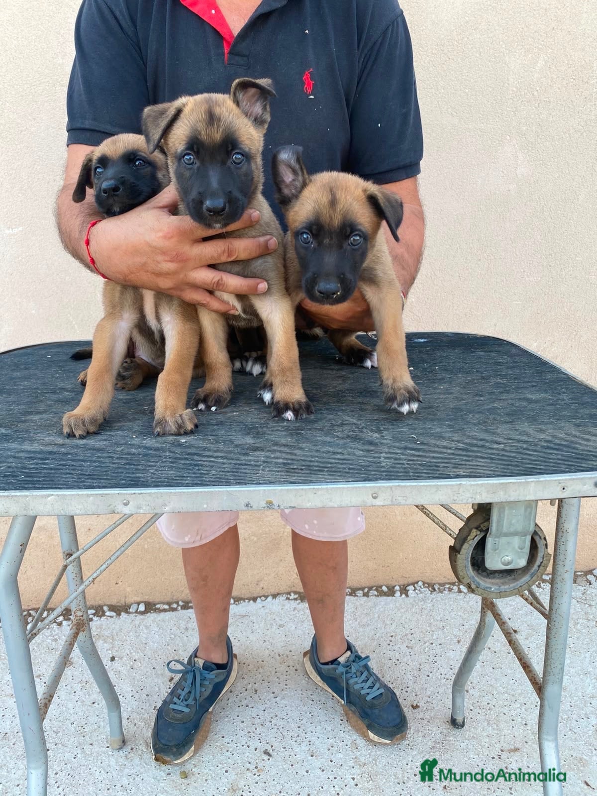 Pastor Belga Malinois perros PASTOR BELGA MALINOIS  - Anuncio 1