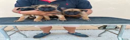 Pastor Belga Malinois perros en venta: PASTOR BELGA MALINOIS  - Anuncio 1