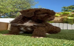 Perro de Agua Español perros en venta: PERRO DE AGUA ESPAÑOL HEMBRA - Imagen 2
