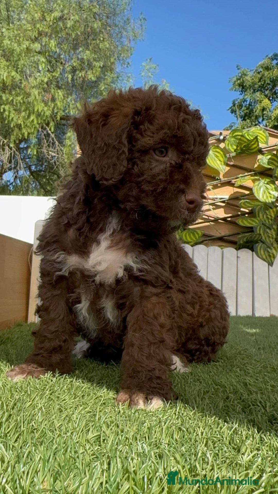 Perro de Agua Español perros en venta: PERRO DE AGUA ESPAÑOL HEMBRA - Imagen 2