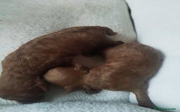 Caniche Toy perros en venta: CANICHES TOYS EXPECTACULARES  - Imagen 1