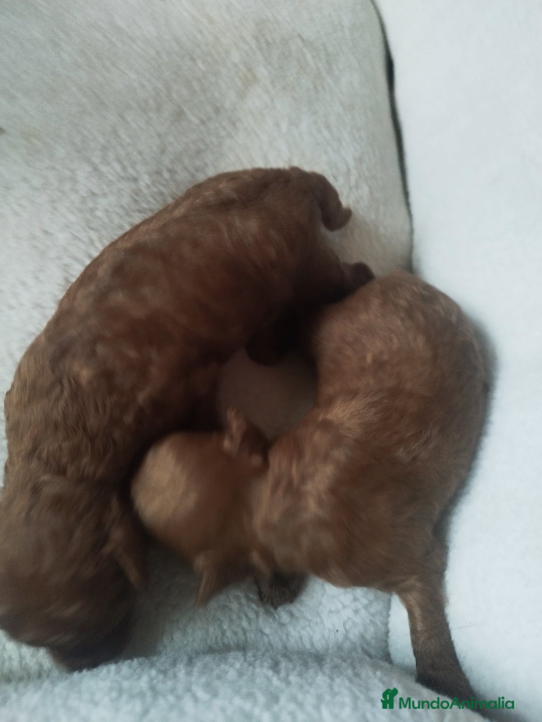 Caniche Toy perros en venta: CANICHES TOYS EXPECTACULARES  - Imagen 1