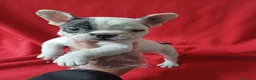 Bulldog Francés perros en venta: Bulldog Francés  - Anuncio 1