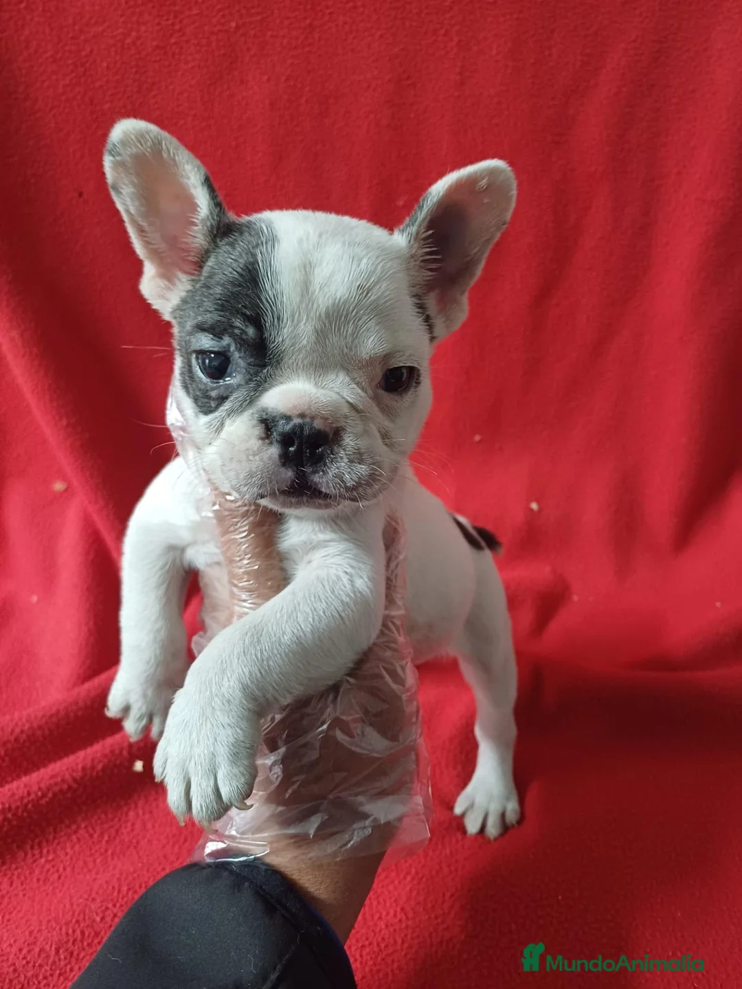 Bulldog Francés perros en venta: Bulldog Francés  - Anuncio 1