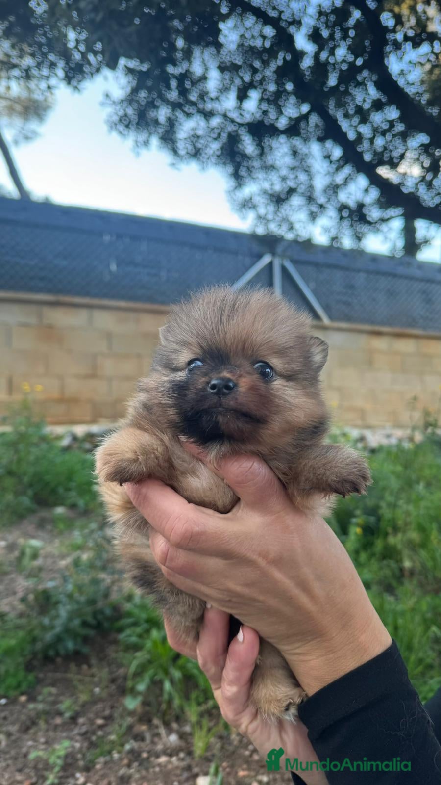Pomerania perros Pomerania mini  - Anuncio 1