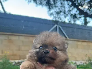 Pomerania perros Pomerania mini - Anuncio 1