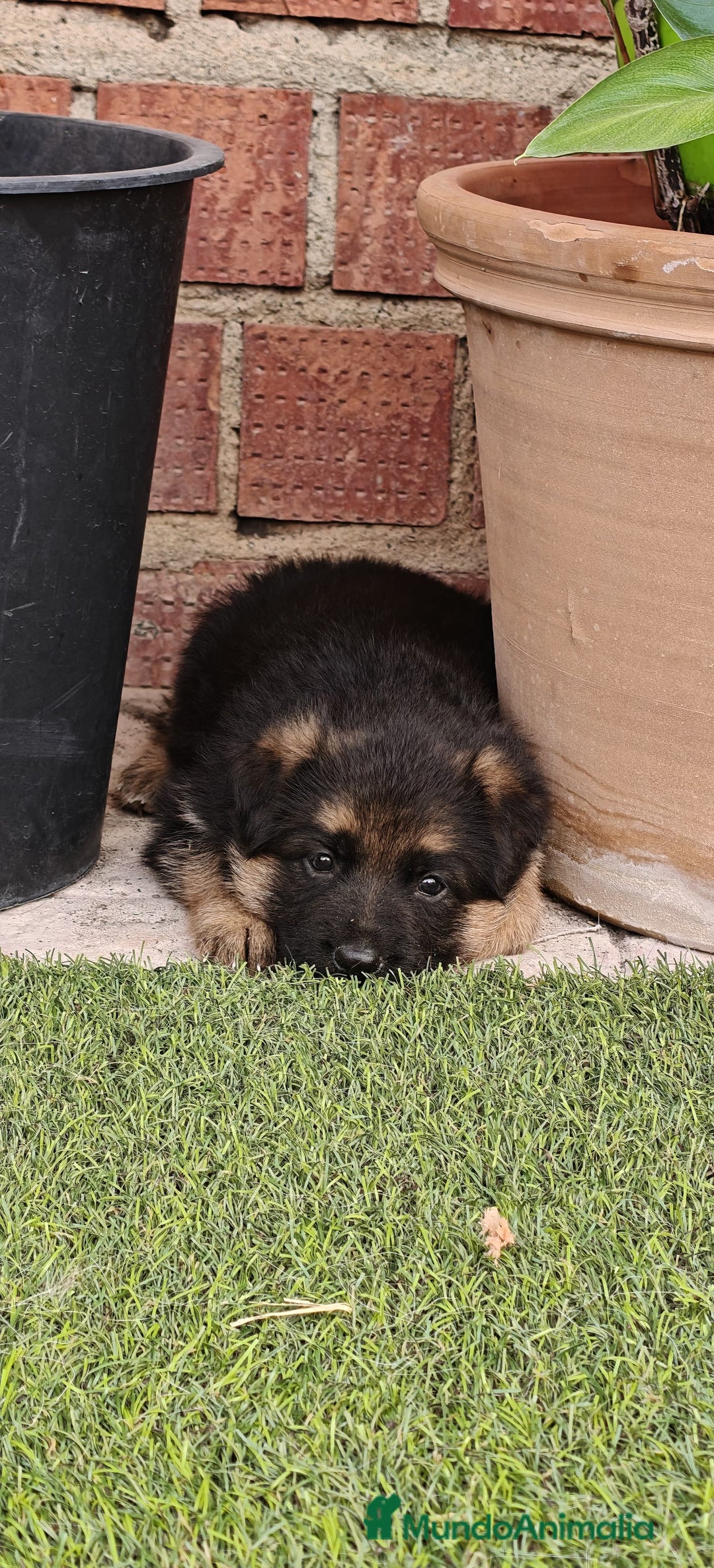 Pastor Alemán perros en venta: Preciosa cachorra de pastor alemán  - Imagen 5