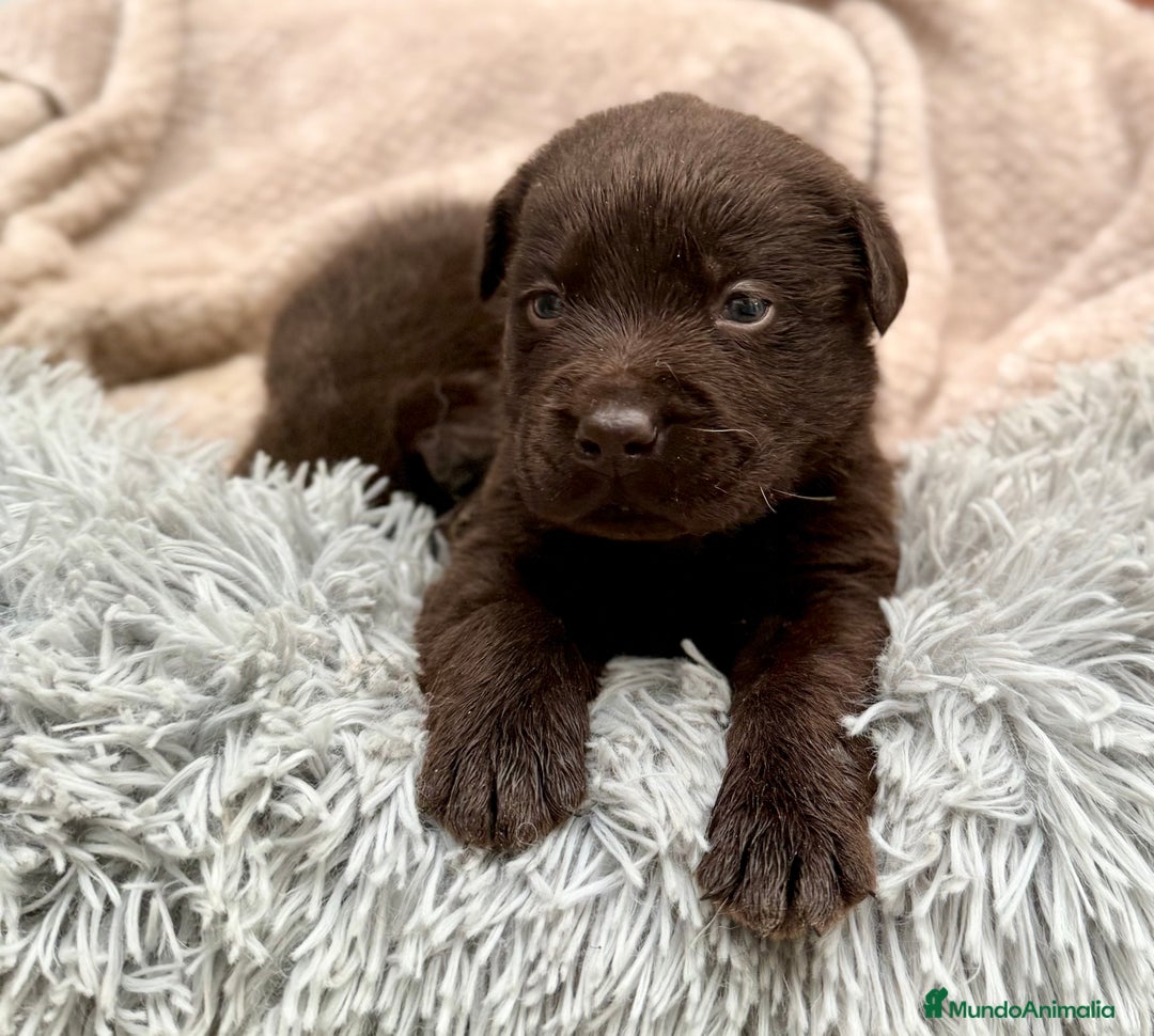 Labrador Retriever perros en venta: Labrador Retrieber - Imagen 3