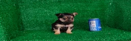 Yorkshire Terrier perros en venta: Yorkshire terrier  - Anuncio 7