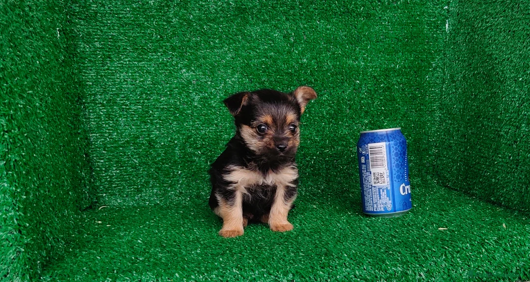 Yorkshire Terrier perros en venta: Yorkshire terrier  - Anuncio 7