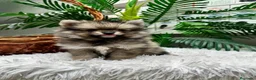 Pomerania perros en venta: POMERANIA  - Anuncio 3