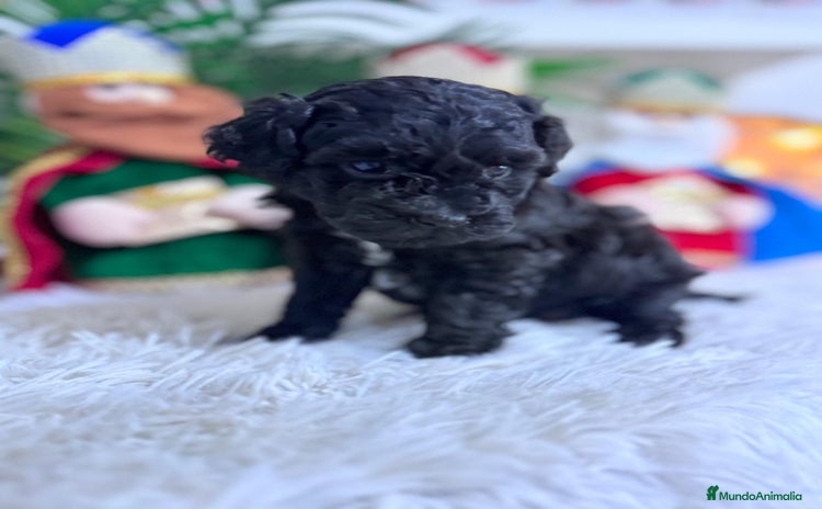 Caniche Toy perros CANICHE TOY - Anuncio 1