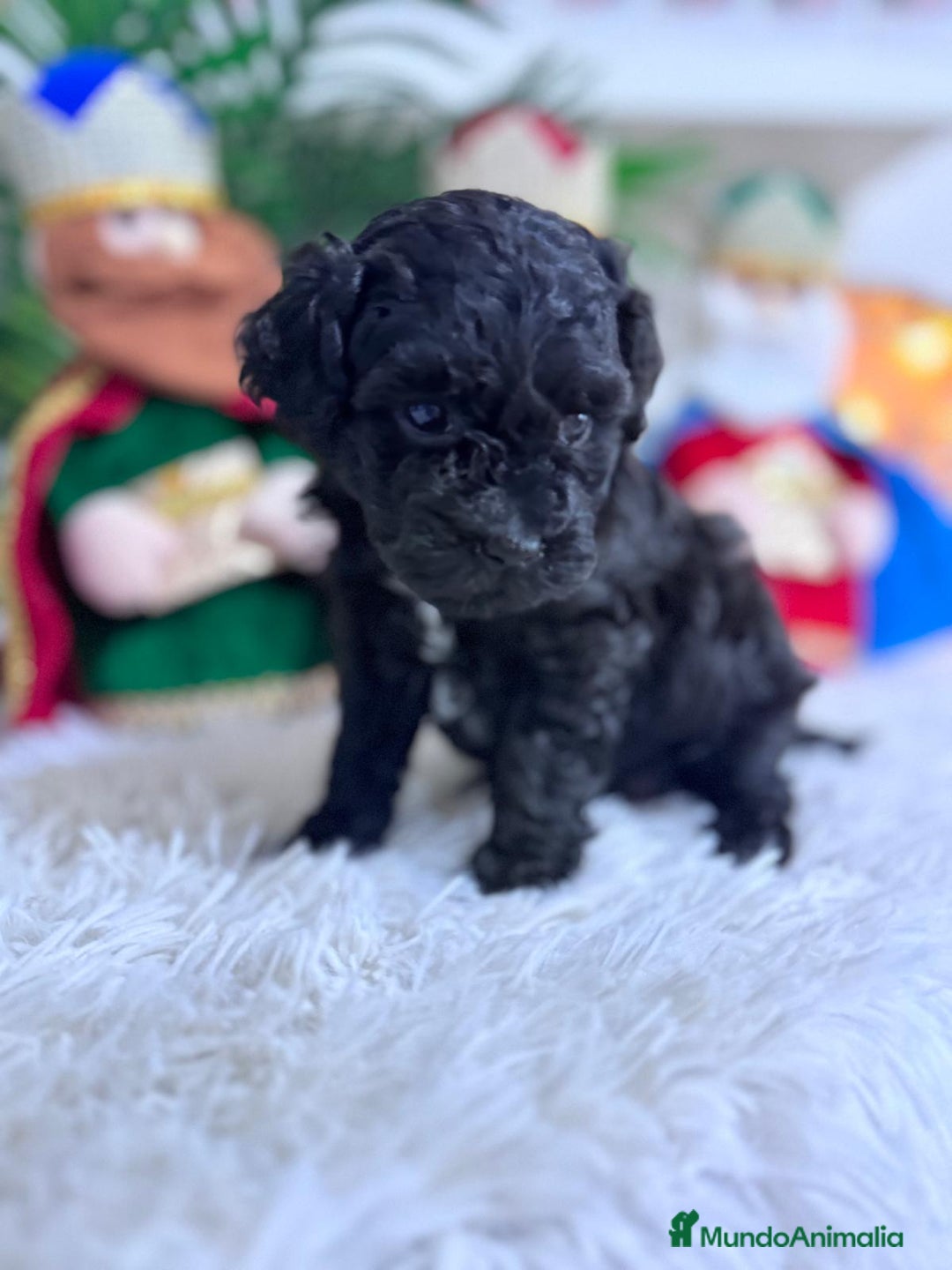 Caniche Toy perros en venta: CANICHE TOY - Anuncio 1