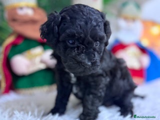 Caniche Toy perros CANICHE TOY - Anuncio 1