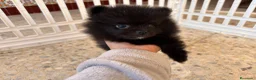 Pomerania perros en venta: POMERANIAS - Anuncio 1