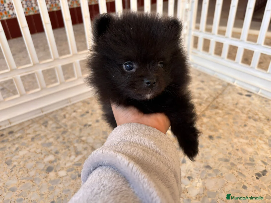 Pomerania perros en venta: POMERANIAS - Anuncio 1
