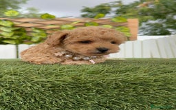 Caniche Toy perros en venta: CANICHE TOY HEMBRA - Imagen 14