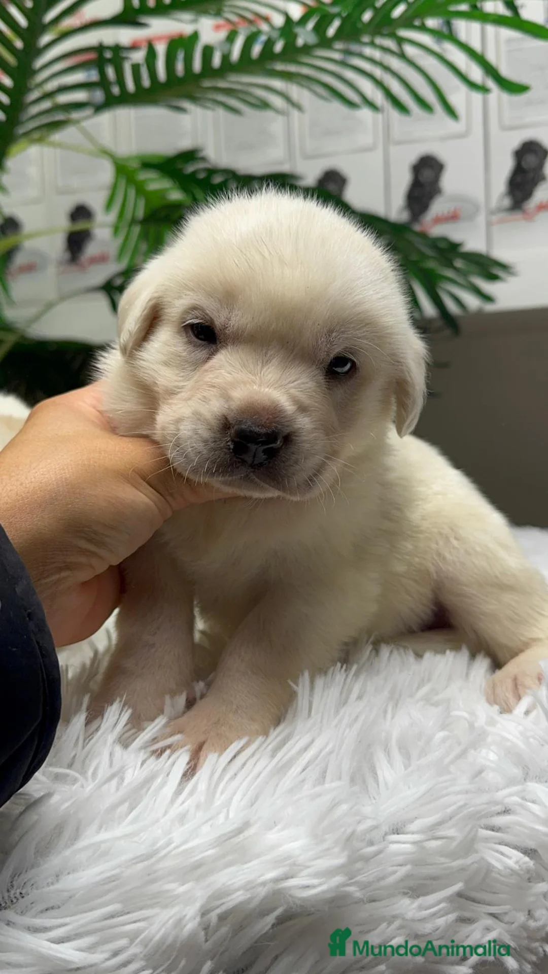 Mastín Español perros en venta: MASTIN ESPAÑOL - Anuncio 22