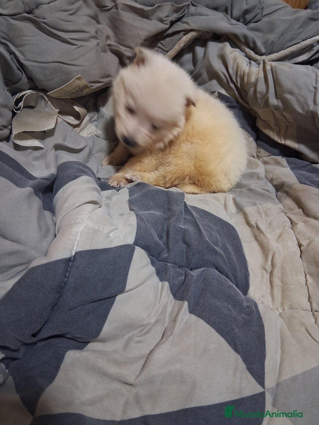 Pastor Blanco Suizo perros en venta: Pastor blanco zuizos  - Anuncio 1