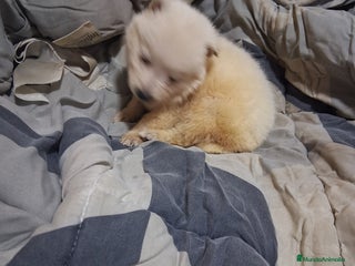 Pastor Blanco Suizo perros Pastor blanco zuizos - Anuncio 10